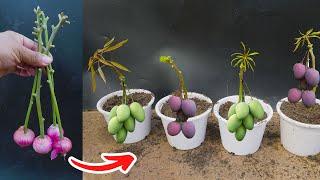 Unique Skill Propagation Mango Tree Growing Fast​  Rooting Use Sand and garlic