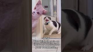 Halloween Fake Cat Prank On Our Cat #funnycatvideos #catmemes