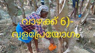 വാഴക്ക് 6 വളപ്രേയോഗം വാഴ കൃഷി vazha krishi malayalam kerala wayanadmodern methord