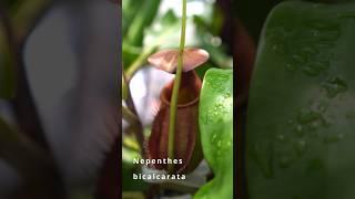Nepenthes Not Pitchering? How To Encourage Pitchers For Pitcher Plants