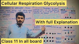 Glycolysis steps wise  Cellular respiration #mdcat biology