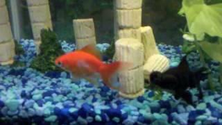 Are my goldfish fighting or playing?