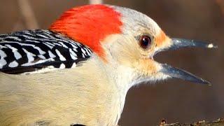 Red bellied woodpecker call  song  sounds  Bird