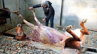 Baby Horse Born Process - Horse Meat Slaughter & Processing - Training For Million Dollar Racehorses