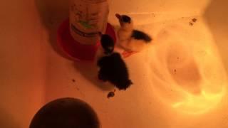 Hatching and Raising DUCKS 2015 Daily VIDEOS MORE DUCKY VIDEOS Day 77