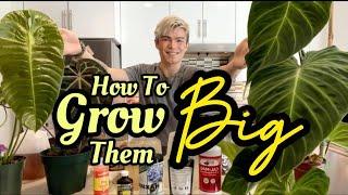 My Top 5 Ingredients To Grow Big Tropical Plants At Home