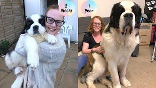 Saint Bernard Puppy growing up Timelapse - St Bernard dog  Saint Bernard Puppy to Adult