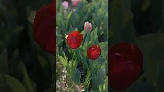 Cool Effect Tulips in Watercolor