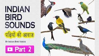 Indian bird sounds - Part 2 HD sound and video  #indian_birds #indian_bird_sounds #bird_calls