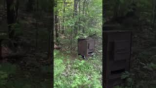 Stove in woods