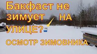 Бакфаст НЕ зимует на улице? Осмотр зимовника.