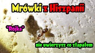 Łapanie egzotycznych mrówek i innych zwierząt w Hiszpanii *Rójka* Vlog#1