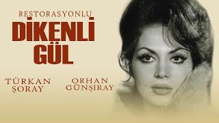 Dikenli Gül Türk Filmi  FULL  TÜRKAN ŞORAY  ORHAN GÜNŞIRAY  RESTORASYONLU