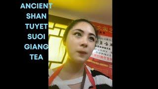 Ancient Shan Tuyet Suoi Giang tea