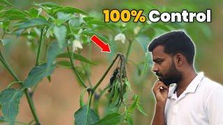 मिर्च में तना गलन का 100% इलाज  ऐसे करे मिर्च में Dieback रोग कंट्रोल