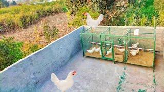 Rooftop Poultry  Raising Chickens at Rooftop  Ghar ki Chat py Murgi Palna  Dr. ARSHAD