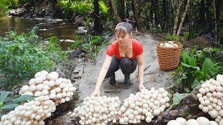 Harvest Mushrooms Grow Under Banana Garden Go To Market sell Grow Vegetable  Phuong Harvesting