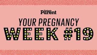 Your pregnancy 19 weeks