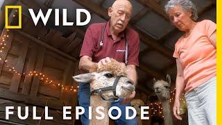 Tater Swift and the Ailing Alpaca Full Episode  The Incredible Dr. Pol