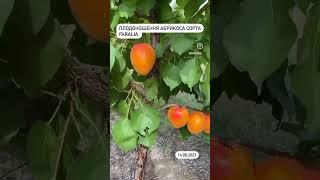 Плодоношение позднего сорта абрикоса   FARALIA