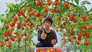 Ojalá hubiera conocido antes este método de cultivar tomates. Muchas frutas grandes y suculentas.