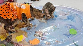Khi mèo chơi nệm nước cho trẻ em