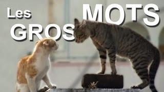 LES GROS MOTS - PAROLE DE CHAT