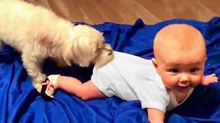 Babies love playing with dogs - Best Friends Forever Cute and Funny Videos