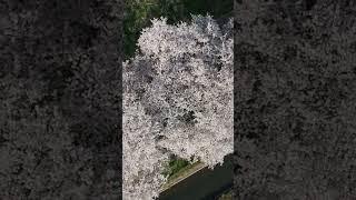 Minuma Tanbo Cherry Blossoms