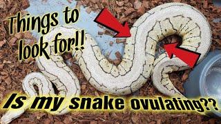 Signs your Ball Python is OVULATING Babies on the way