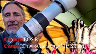 Canon R7 Canon RF 100-500mm f4.5-7.1L IS USM Lens  Tiger Swallowtail butterfly - AMAZING set up