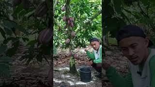 Proses Pembrian Kapur Dolomite Pada kakao #kakao #buah #kebunkakao #petanikakao #kebuncoklat #coklat