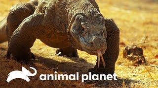 ¿Por qué solo existen dragones en la isla de Komodo?  Misterios de Nuestro Planeta  Animal Planet