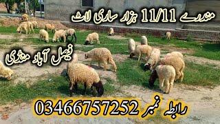 mundra chatra  mundra bakra mandi 2022  faisalabad bakra mandi today