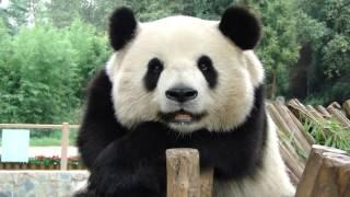 yingying816 Smiling panda Si Jia