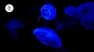 Jellyfish 4K Video for Spa w Meditation Music for Relaxing Sleeping Stress Relief & Massage