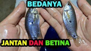 PERBEDAAN SEPAT JANTAN DAN BETINA