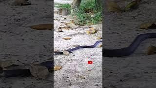 Ternyata Ada ular yang makan dengan cara mengunyah #shorts
