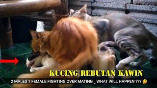 musim kucing kawin  cats mating season 2021