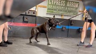 Caught on Camera Alleged dog abuse at K9 Training Academy
