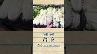 生菜 白菜卷心菜