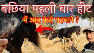 केसे पता करे बछिया पहली बार हीट में आ गई । ￼First time heat symptom of cow ।