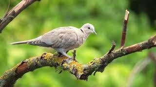 The sound of the Collared Dove - Dove Sounds  10 Hours