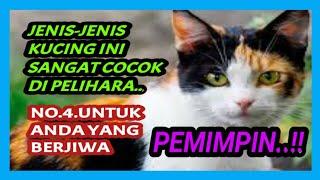 JENIS-JENIS KUCING YANG COCOK DI PELIHARA. NO.4.UNTUK ANDA YANG BERJIWA PEMIMPIN