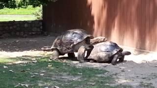 Tortoise porn Fort Wayne Childrens Zoo