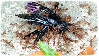 Weaver ants on Carpenter bee