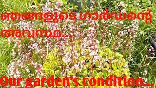 ഞങ്ങളുടെ ഗാർഡന്റെ അവസ്ഥ...Our Garden’s condition…