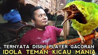 REEL UPDATE HARGA SPESIAL BURUNG GACORAN TERBAIK INCARAN TEMAN KICAUMANIA DI PASAR BURUNG PRAMUKA