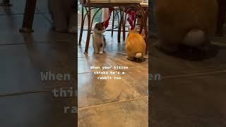 cute thing  #cat #viral #funny #cute #cats #animals #pets #shorts #short #kitten #fyp