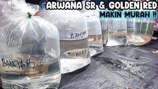 ARWANA SR & GOLDEN MAKIN MURAH‼️PASAR IKAN HIAS JATINEGARA‼️